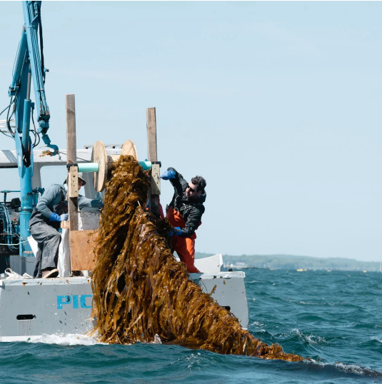 Bulk Seaweed Straight from the Source