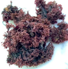 Load image into Gallery viewer, Organic Whole Leaf Irish Moss