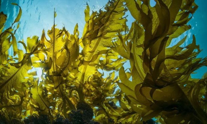 3 Ways Seaweed Aquaculture Impacts the Environment