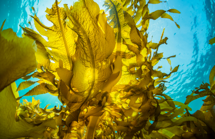 Ocean's Balance; trusted seaweed manufacturer