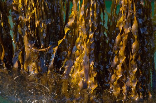 A Taste of Seaweed - The New York Times